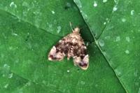 Anthophila fabriciana