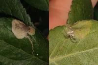 Stigmella plagicolella