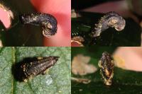 Coleophora albidella