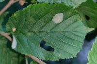 Phyllonorycter coryli