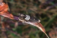 Grapholita compositella