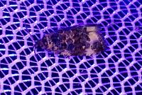 Endothenia gentianaeana/marginana/oblongana
