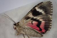 Catocala dilecta