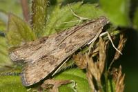 Nomophila noctuella