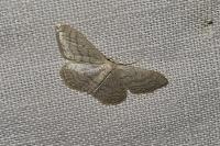 Idaea subsericeata