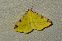 Opisthograptis luteolata