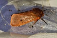 Phragmatobia fuliginosa