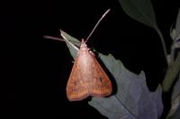 Udea ferrugalis