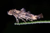 Epermenia chaerophyllella