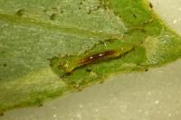 Phyllocnistis valentinensis