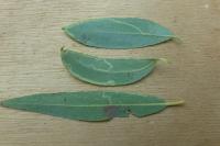 Phyllocnistis valentinensis
