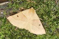 Crocallis elinguaria