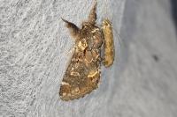 Notodonta dromedarius