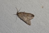 Pachycnemia hippocastanaria