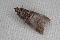 Acrobasis advenella