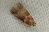 Acrobasis tumidana