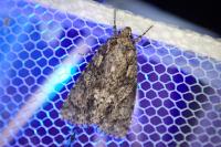 Acronicta rumicis
