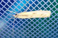 Agriphila inquinatella