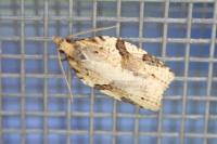 Clepsis spectrana
