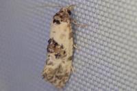 Cochylis molliculana