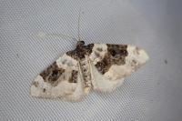 Cosmorhoe ocellata