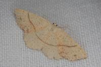 Cyclophora punctaria