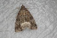 Deltote pygarga