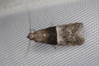 Elegia atrifasciella