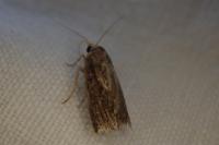 Galleria mellonella