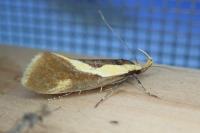 Harpella forficella