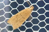 Helcystogramma lutatella
