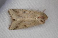 Helicoverpa armigera