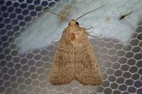 Hoplodrina ambigua