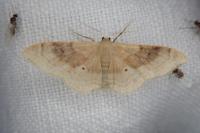 Idaea degeneraria