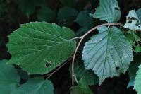 Stigmella microtheriella