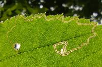 Stigmella microtheriella