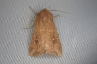 Mythimna albipuncta