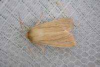 Mythimna pallens