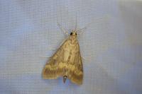 Ostrinia nubilalis/scapulalis