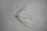 Palpita vitrealis