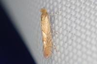 Phyllonorycter messaniella