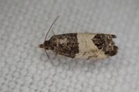 Spilonota ocellana