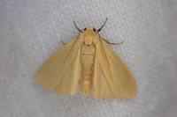 Wittia sororcula