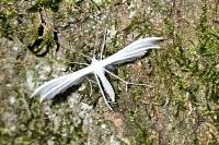 Pterophorus pentadactylus