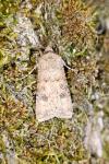 Agrotis segetum