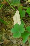 Timandra comae