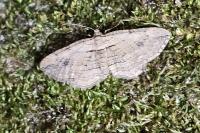 Horisme radicaria/tersata