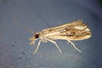 Catoptria verellus