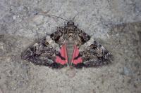 Catocala coniuncta