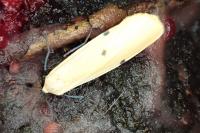 Lithosia quadra